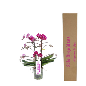 Orquidea Mediana dos tallos Fucsia sin matera decorativa (ALTURA APROX.40/50CMS) (SM)