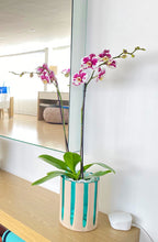 Cargar imagen en el visor de la galería, Orquidea alta dos tallos Blanco Mora con matera plastica decorativa - SABIDURIA (MP)
