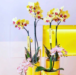 Orquidea alta dos tallos Amarilla punto rojo con matera plastica decorativa (MP)
