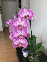 Cargar imagen en el visor de la galería, Orquidea alta dos tallos Rosa Lineas con matera plastica decorativa(MP) (MP)
