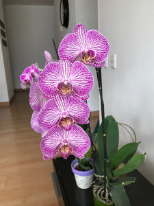 Orquidea alta dos tallos Rosa Lineas con matera plastica decorativa(MP) (MP)