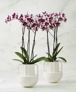 ORQUIDEA TRES TALLOS BLANCO MANCHAS - SABIDURIA EN MATERA PLASTICA DECORATIVA(MP)