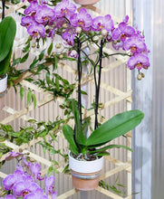 Cargar imagen en el visor de la galería, Orquidea alta dos tallos Rosa Lineas con matera plastica decorativa(MP) (MP)
