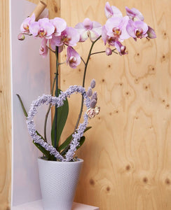 Orquidea alta dos tallos Rose Delicato con matera plastica decorativa(MP)