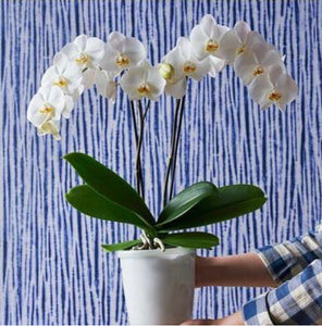 ORQUÍDEA DOS TALLOS BLANCA - ELEGANZA EN MATERA PLASTICA DECORATIVA(MP)