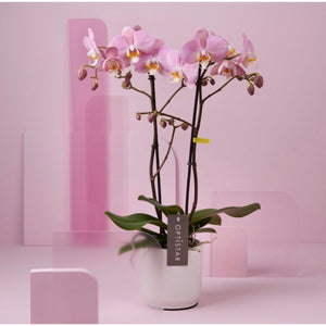 Orquidea alta dos tallos Pastel Rose con matera plastica decorativa(MP)