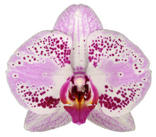 Cargar imagen en el visor de la galería, Orquidea alta dos tallos Lips Fucsia con matera plastica decorativa(MP) (MP)

