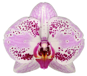 Orquidea alta dos tallos Lips Fucsia con matera plastica decorativa(MP) (MP)