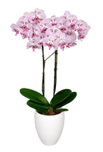 Cargar imagen en el visor de la galería, Orquidea Alta dos tallos Lips Fucisa con matera ceramica decorativa (MC)

