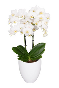 ORQUIDEA MEDIANA BLANCA + MATERA DECORATIVA PLASTICA (MP)