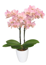 Cargar imagen en el visor de la galería, ORQUIDEA MEDIANA PASTEL ROSE (MP)
