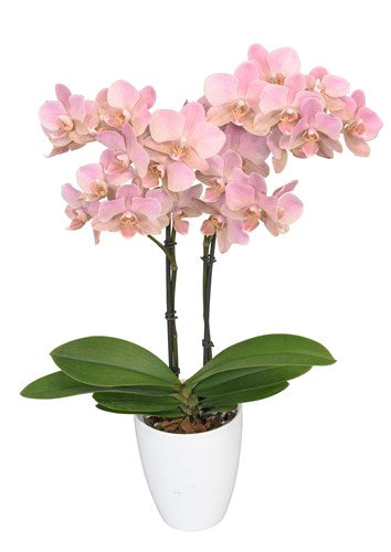 ORQUIDEA MEDIANA PASTEL ROSE (MP)