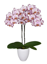 Cargar imagen en el visor de la galería, Orquidea alta dos tallos Multi Rose con matera plastica decorativa(MP) (MP)
