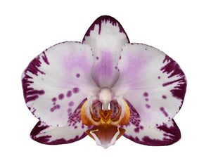 ORQUÍDEA DOS TALLOS MULTI ROSE (MP)