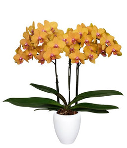 ORQUIDEA TRES TALLOS NARANJA - ALEGRIA (MC)