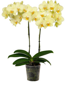 Orquidea alta dos tallos Amarilla sin matera decorativa (SM)