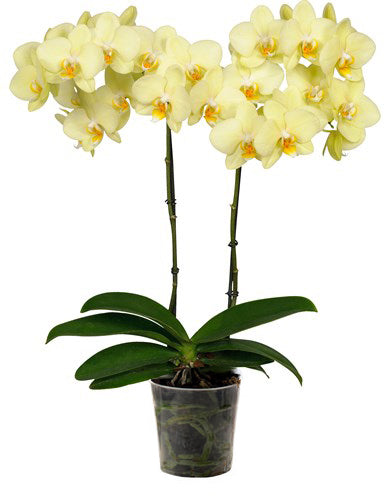 Orquidea alta dos tallos Amarilla sin matera decorativa (SM)