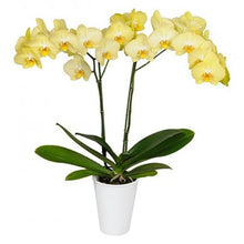 Cargar imagen en el visor de la galería, Orquidea alta dos tallos Amarilla con matera plastica decorativa(MP)
