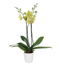 Cargar imagen en el visor de la galería, Orquidea alta dos tallos Amarilla con matera plastica decorativa(MP)
