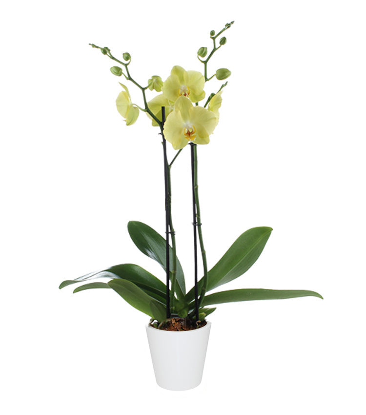 Orquidea alta dos tallos Amarilla con matera plastica decorativa(MP)