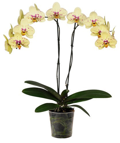 Orquidea alta dos tallos Amarilla Print sin matera decorativa (SM)