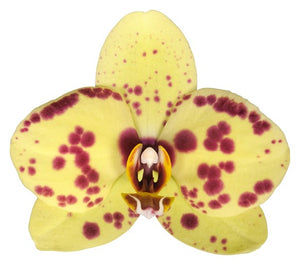 Orquidea Alta dos tallos Amarilla Print con matera ceramica decorativa (MC)