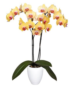 Orquidea alta dos tallos Amarilla punto rojo con matera plastica decorativa (MP)