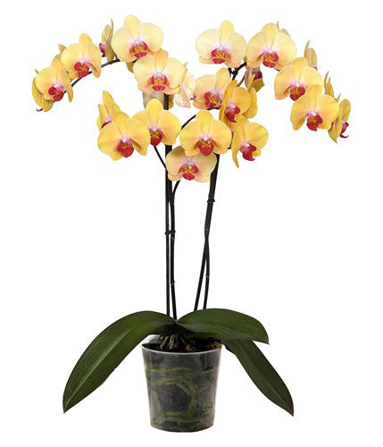 Orquidea alta dos tallos Amarilla boton rojo sin matera decorativa (SM)