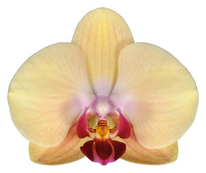 Orquidea alta dos tallos Amarilla punto rojo con matera plastica decorativa (MP)