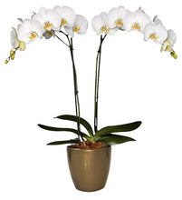 Cargar imagen en el visor de la galería, Orquidea alta dos tallos Blanca Eleganza con matera plastica decorativa(MP)

