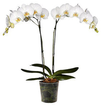 Cargar imagen en el visor de la galería, Orquidea alta dos tallos Blanca sin matera decorativa (SM)
