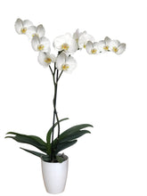 Cargar imagen en el visor de la galería, ORQUÍDEA UN TALLO BLANCA - ELEGANZA (MP)
