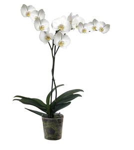 ORQUÍDEA UN TALLO BLANCA - ELEGANZA (SM)