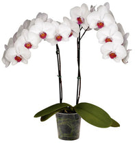 Cargar imagen en el visor de la galería, Orquidea alta dos tallos Blanca boton rojo sin matera decorativa (SM)
