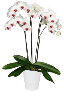 ORQUIDEA TRES TALLOS BLANCA - PURE LOVE (MC)