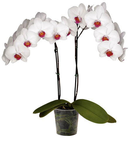 Orquidea alta dos tallos Blanca boton rojo sin matera decorativa (SM)