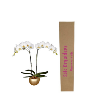 Orquidea Alta dos tallos Blanca Deluxe con matera ceramica decorativa (MC)