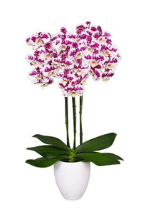 ORQUIDEA TRES TALLOS BLANCO MANCHAS - SABIDURIA EN MATERA PLASTICA DECORATIVA(MP)