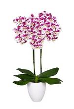 Cargar imagen en el visor de la galería, Orquidea Alta dos tallos Blanco Mora con matera ceramica decorativa (MC)
