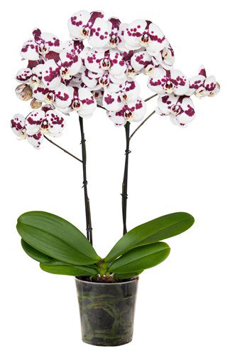 Orquidea alta dos tallos Blanco Mora sin matera decorativa (SM)