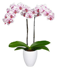 Cargar imagen en el visor de la galería, Orquidea alta dos tallos Blanco Pink con matera plastica decorativa(MP)
