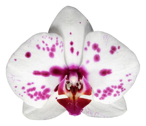 Orquidea Alta dos tallos Blanco Pink con matera ceramica decorativa (MC)