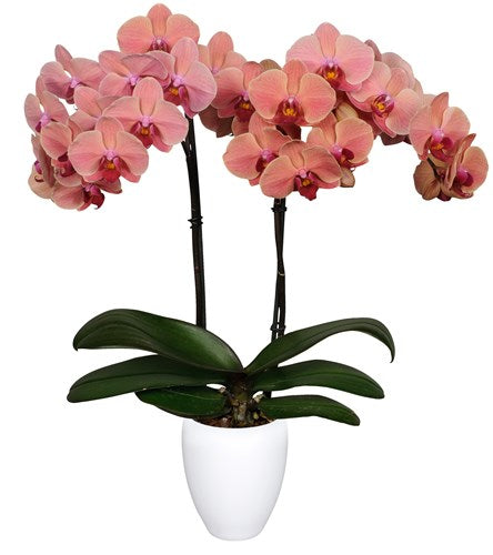 Orquidea alta dos tallos Coral con matera plastica decorativa (MP)