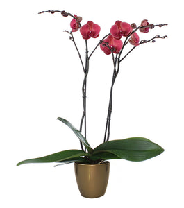 Orquidea alta dos tallos Coral con matera plastica decorativa (MP)