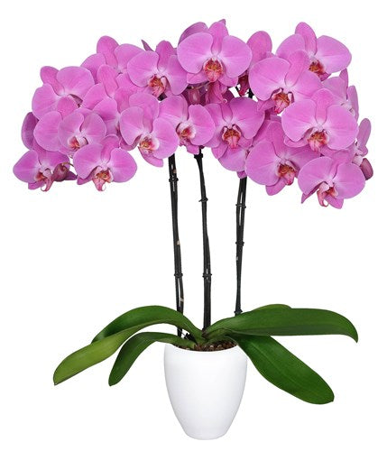 ORQUIDEA TRES TALLOS ROSA - AMOR (MC)