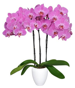 ORQUIDEA TRES TALLOS ROSA - AMOR (MP)