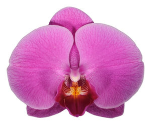 ORQUIDEA TRES TALLOS ROSA - AMOR (MC)