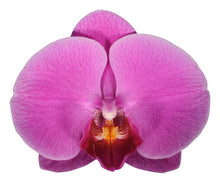 Cargar imagen en el visor de la galería, Orquidea Alta dos tallos Fucsia con matera ceramica decorativa (MC)
