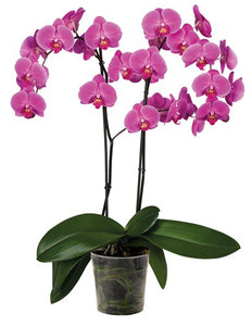 Orquidea alta dos tallos Fucsia sin matera decorativa (SM)