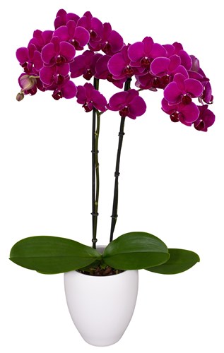 Orquidea Alta dos tallos Morada con matera ceramica decorativa (MC)